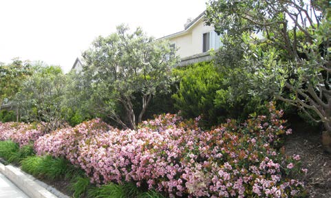 Landscaping 3_Plantings